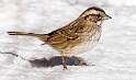 173: Sparrow - White-throated-1