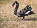 175: Swan - Black-1