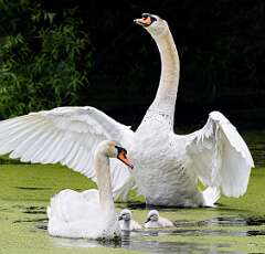 176: Swan - Mute-1