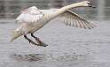 176: Swan - Mute-2