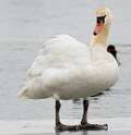 177: Swan - Mute-3