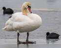 178: Swan - Mute-4