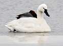 179: Swan - Trumpeter-1