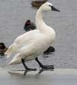 180: Swan - Trumpeter-2