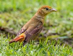 147: Tananger - Summer-1