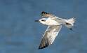 181: Tern - Fosters-1