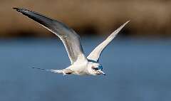 184: Tern - Fosters-2-2
