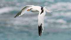 187: Tropicbird - Long-tailed-1
