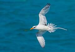 188: Tropicbird - Long-tailed-2