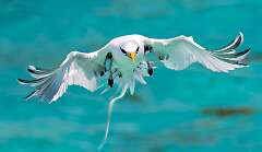 189: Tropicbird - Yellow-billed-1
