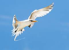 190: Tropicbird - Yellow-billed-2