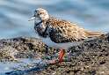 185: Turnstone - Ruddy-1