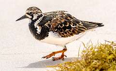 192: Turnstone - Ruddy-2