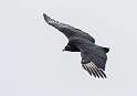 186: Vulture - Black-1