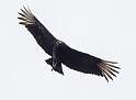 187: Vulture - Black-2