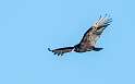 188: Vulture - Turkey-1