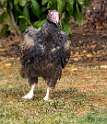 189: Vulture - Turkey-2