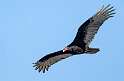 190: Vulture - Turkey-3