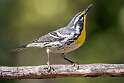 195: Warbler – Yellow-throated-1