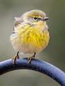 191: Warbler - Pine-1