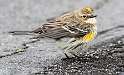 192: Warbler - Yellow-rumped-1