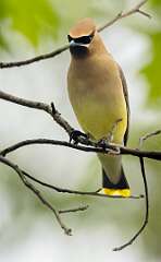202: Waxwing - Cedar-1