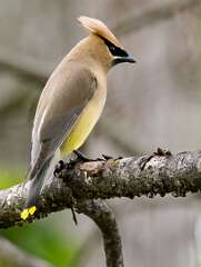 203: Waxwing - Cedar-2
