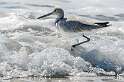 197: Willet-2