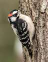 200: Woodpecker – Downy-1
