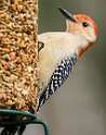 201: Woodpecker – Red-bellied-1