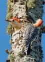 202: Woodpecker – Red-bellied-2