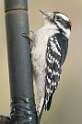 198: Woodpecker - Hair-1