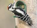 199: Woodpecker - Hairy-2