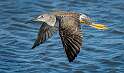 204: Yellowlegs - Greater-1