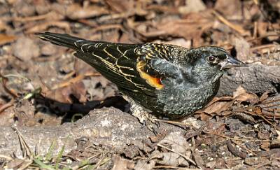 1: Blackbird - Red-winged-1