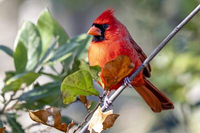 4: Cardinal - Northern-1