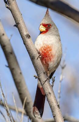 6: Cardinal - Pyrrhuloxia-1