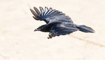 17: Crow - Fish-2