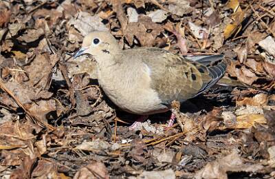 12: Dove - Mourning-1