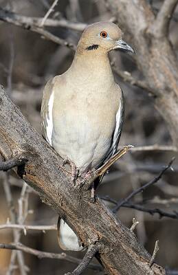 13: Dove - White-winged-1