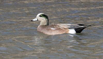 14: Duck - American Widgeon-1