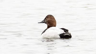 17: Duck - Canvasback-1
