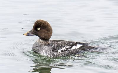 19: Duck - Common Goldeneye-1
