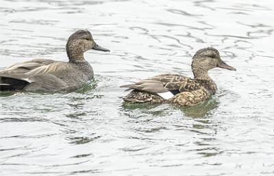 20: Duck - Gadwall-1