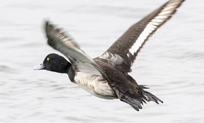 21: Duck - Greater Scaup-1