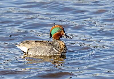 23: Duck - Green-winged Teal-2