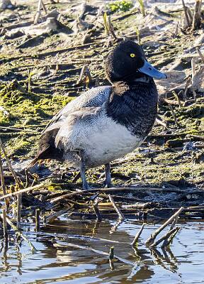 25: Duck - Lesser Scaup-1