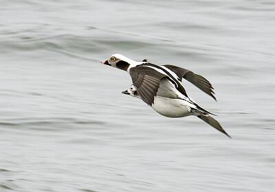 26: Duck - Long-tailed-1