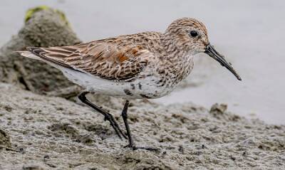 41: Dunlin-1