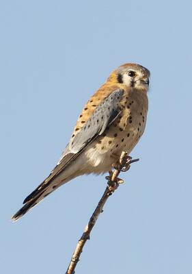 34: Falcon - Kestrel-1